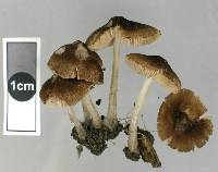 Pluteus podospileus image