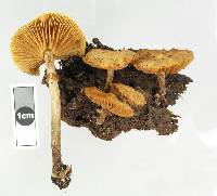 Galerina patagonica image