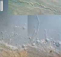 Hemimycena candida image