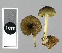 Pluteus pauperculus image