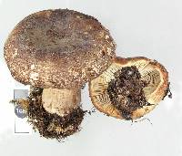 Russula rimulosa image