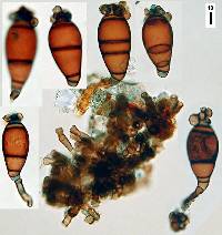 Hadrosporium dingleyae image