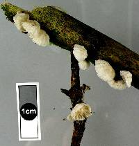 Hemimycena candida image