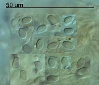 Cystoderma muscicola image