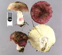 Russula nitida image