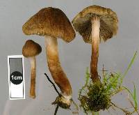 Inocybe curvipes image