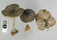 Pluteus velutinornatus image