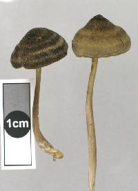 Entoloma perzonatum image