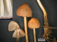 Mycena olivaceomarginata image