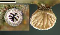 Resupinatus trichotis image