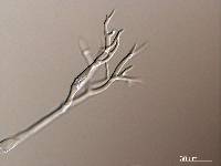 Plasmopara pusilla image
