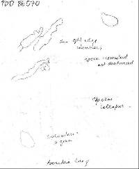 Gymnopus readiae image