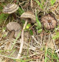 Entoloma perzonatum image