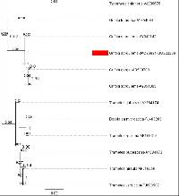 Grifola sordulenta image