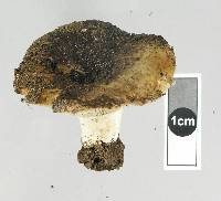 Russula allochroa image