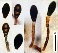 Image of Monotospora biseptata
