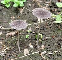 Coprinellus plagioporus image