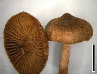 Inocybe lacera image