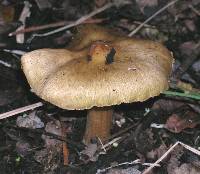 Inocybe rimosa image