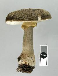 Amanita nothofagi image