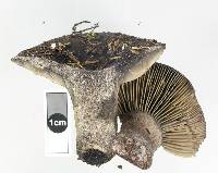 Russula inquinata image