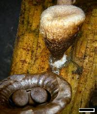 Cyathus olla image