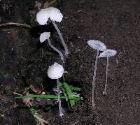 Image of Hemimycena olida