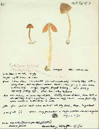 Entoloma mariae image