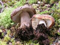 Russula rimulosa image