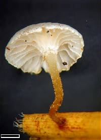 Marasmiellus vaillantii image