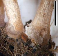 Pluteus podospileus image