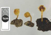 Phaeomarasmius ciliatus image