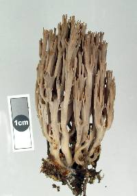 Artomyces turgidus image