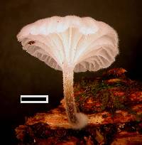 Hemimycena candida image