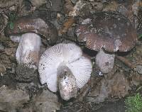 Russula griseostipitata image