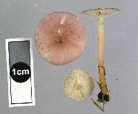 Rugosomyces carneus image