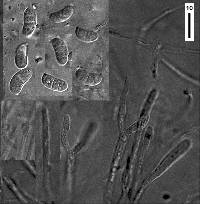 Dacrymyces tortus image