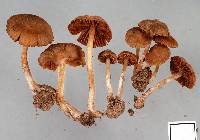 Cortinarius waiporianus image