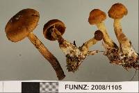 Cortinarius paraxanthus image