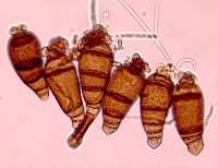 Hadrosporium dingleyae image