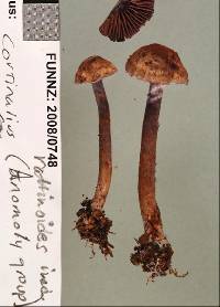Cortinarius rattinoides image