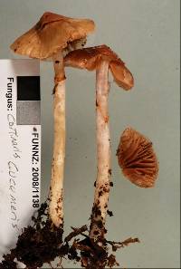 Cortinarius cucumeris image