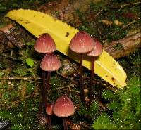 Mycena mariae image