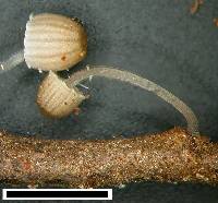 Mycena subdebilis image