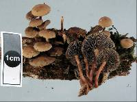 Hypholoma acutum image