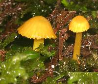 Hygrocybe cerinolutea image