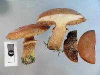 Suillus grevillei image