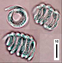 Helicodendron tubulosum image