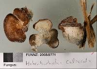 Hohenbuehelia bonii image