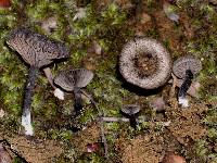 Entoloma crinitum image